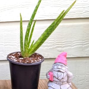 Succulent Aleo Vera Plant Garden Purify Air